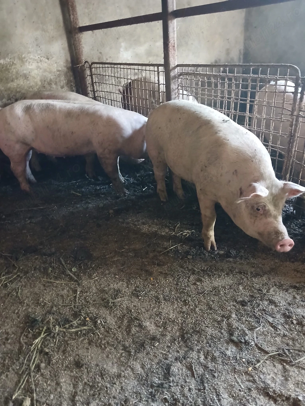 Vând porci mici și mari de carne 