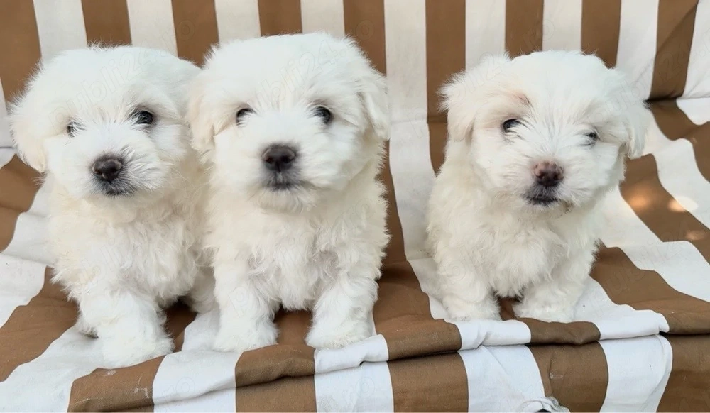 Bichon maltez adoptie