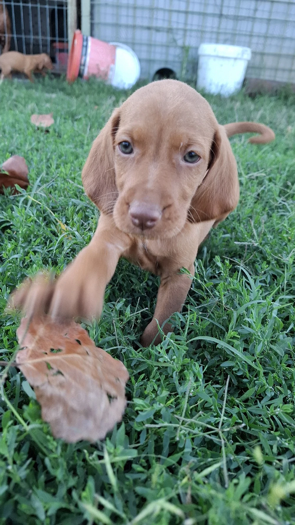 căței vizsla maghiar