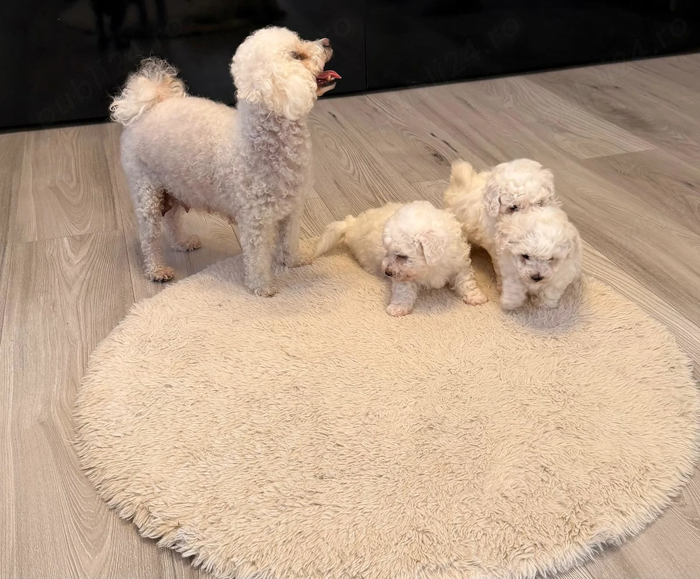 Pui Bichon Frise