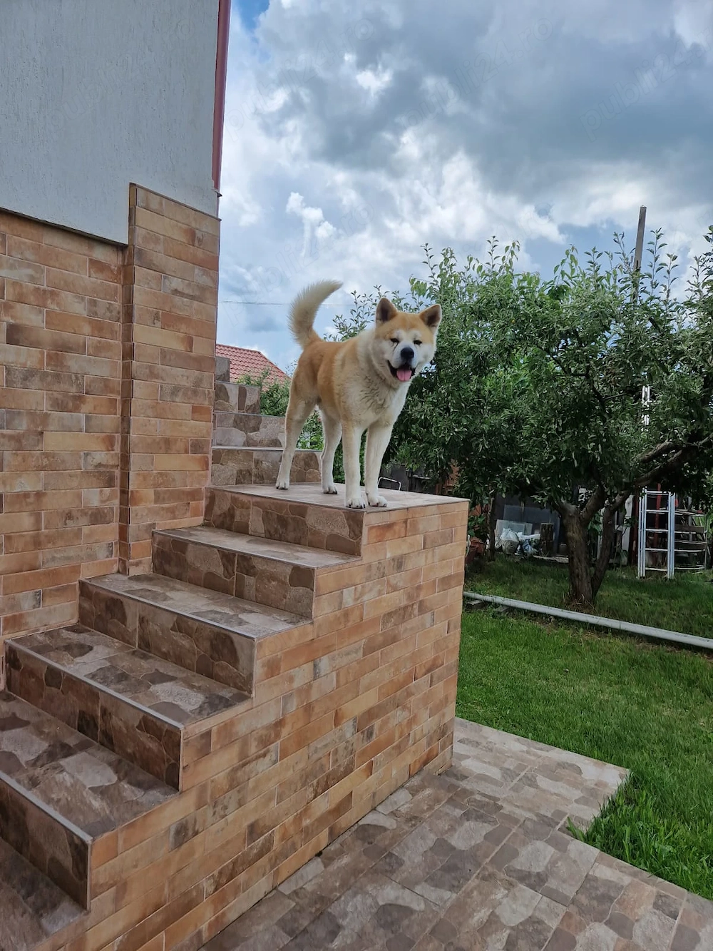 AKITA INU cauta partenera...
