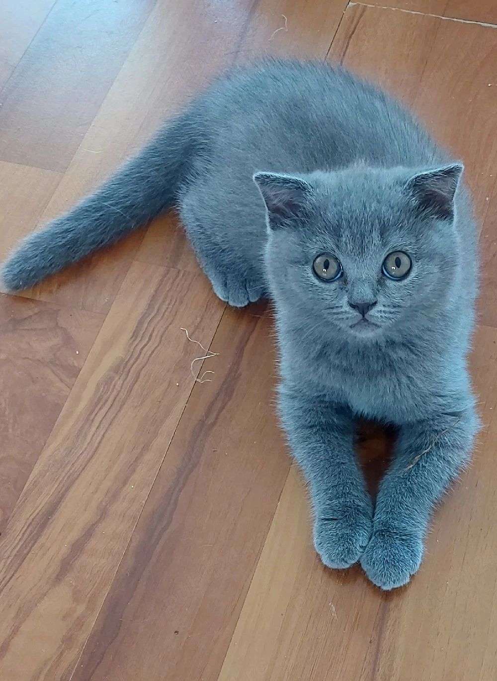 pisici british shorthair si scotish fold