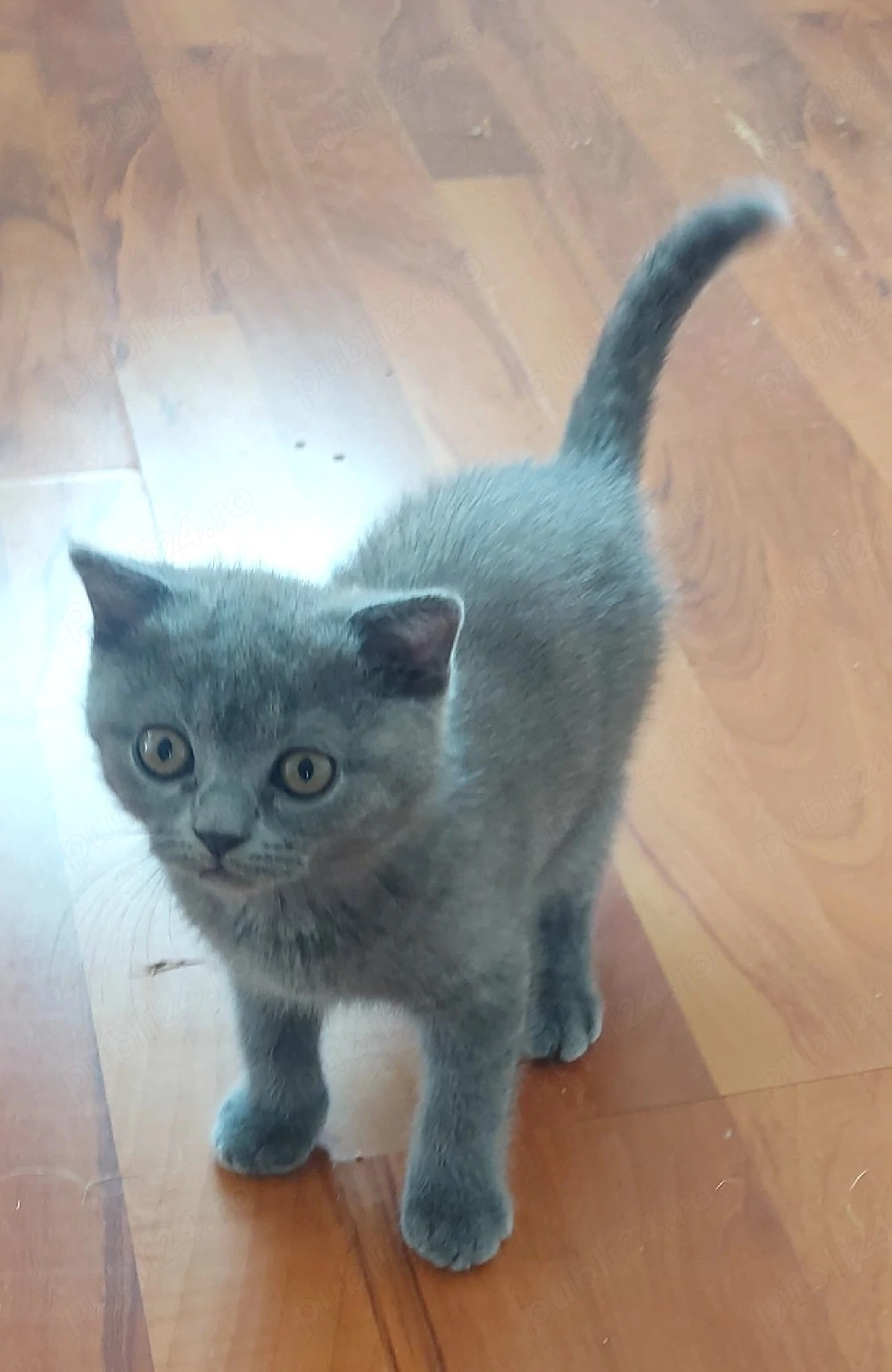 pisici british shorthair si scotish fold