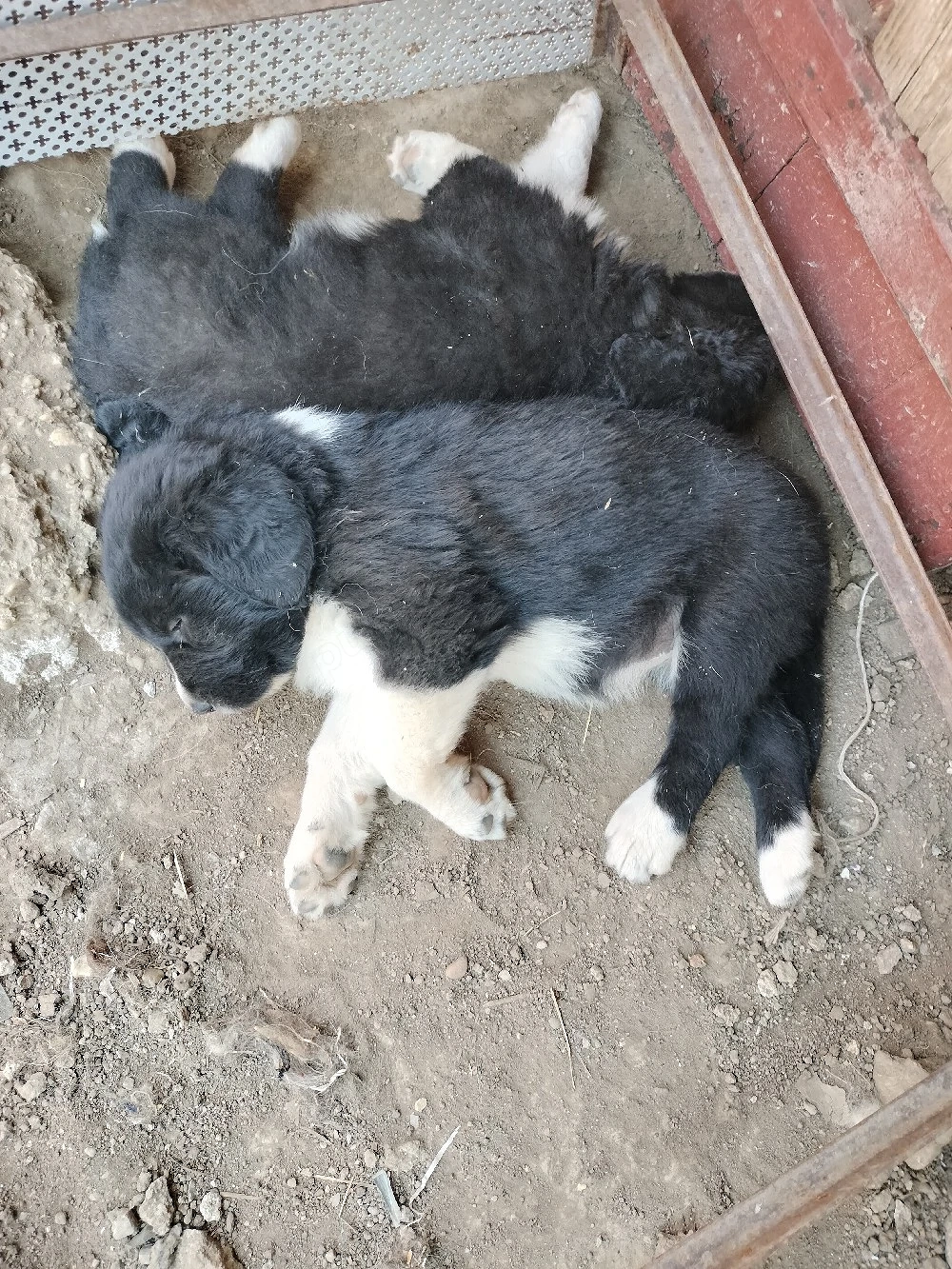 Catei ciobanesc corb disponibili.