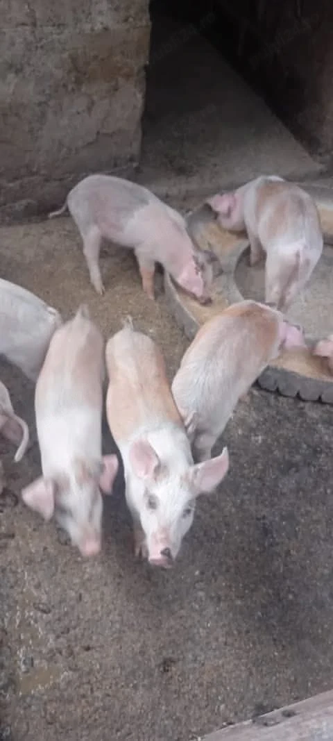 14 purcei de 9 săptămâni înțărcați, Movileni Olt 