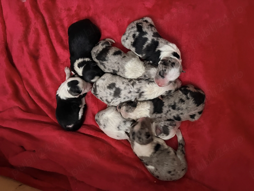 Border Collie Rasa Pura ! 