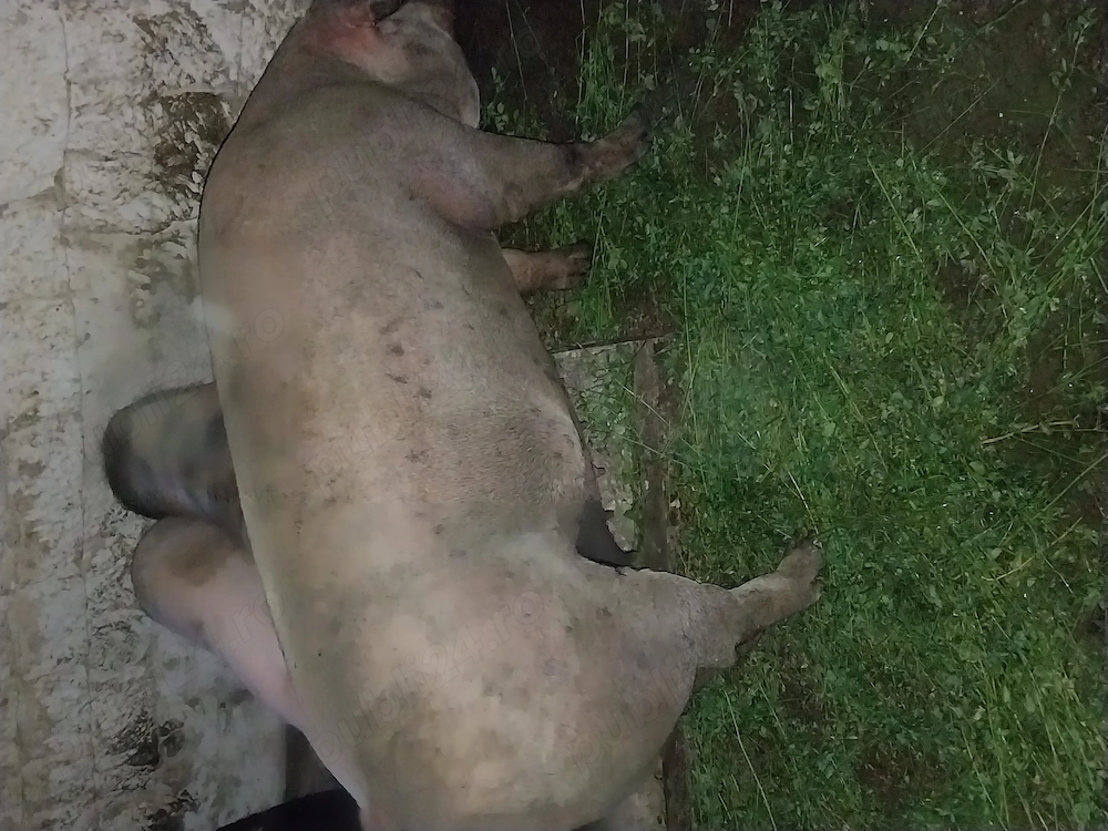 Vând 2 porcii la 200 kilograme și 4 porcii la 130 kg 