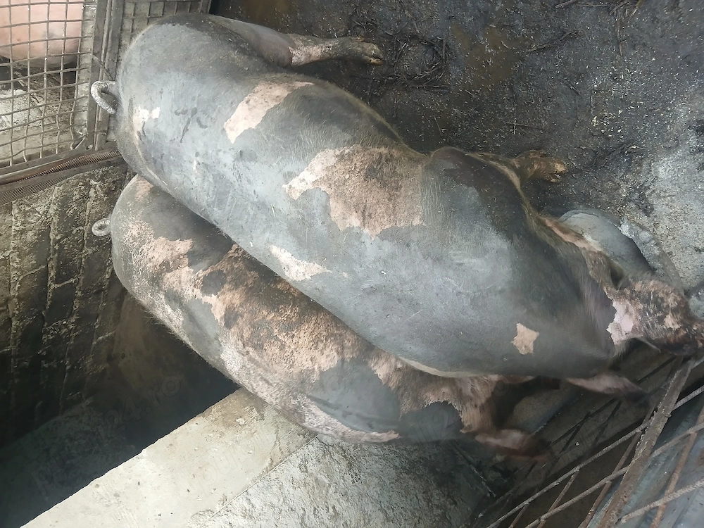Porci de vînzare 