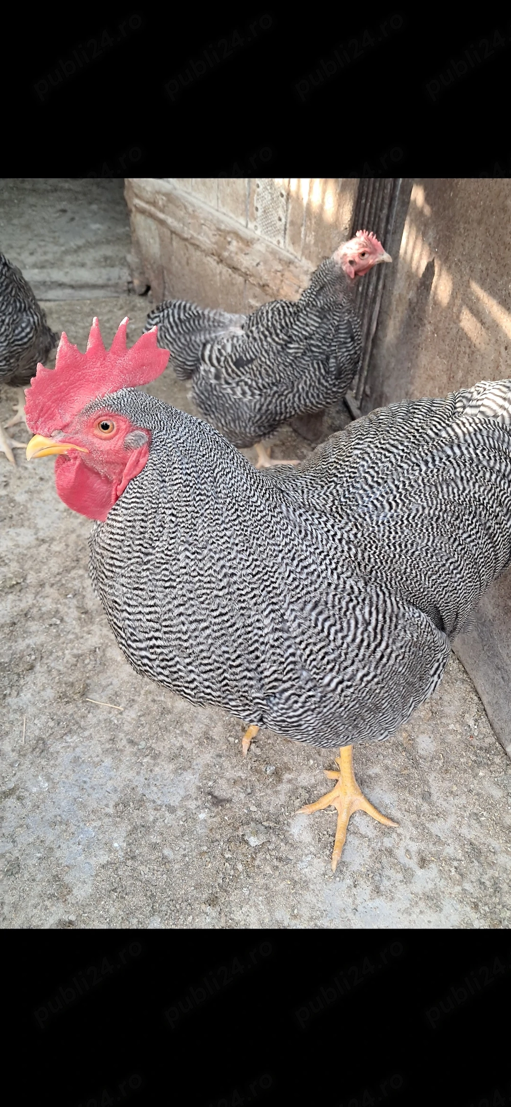 Vand o familie de plimuth rock barat si o familie de australorp albsstru.