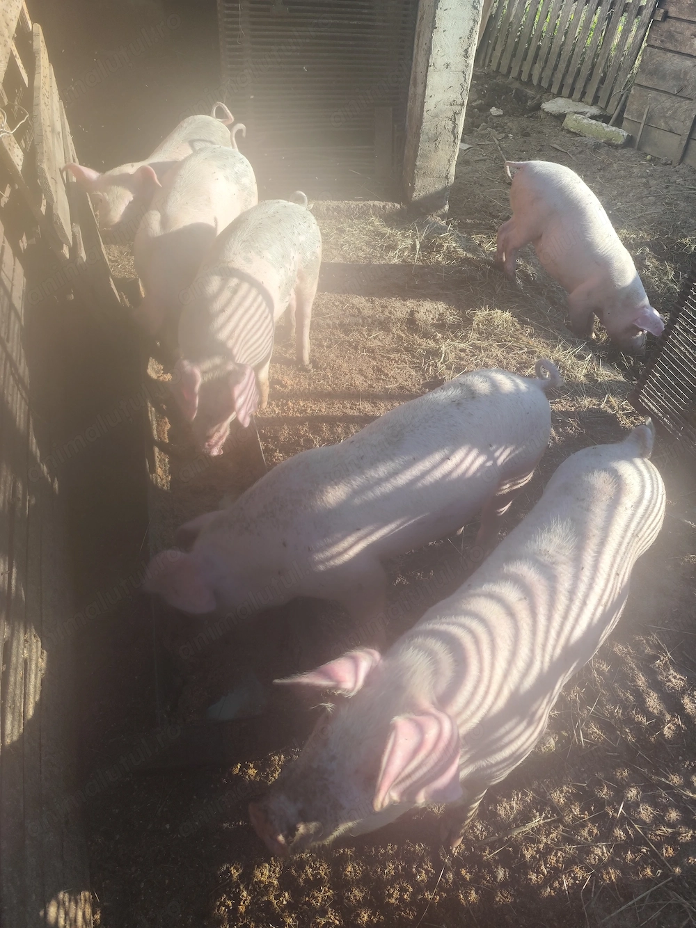Porci de vanzare