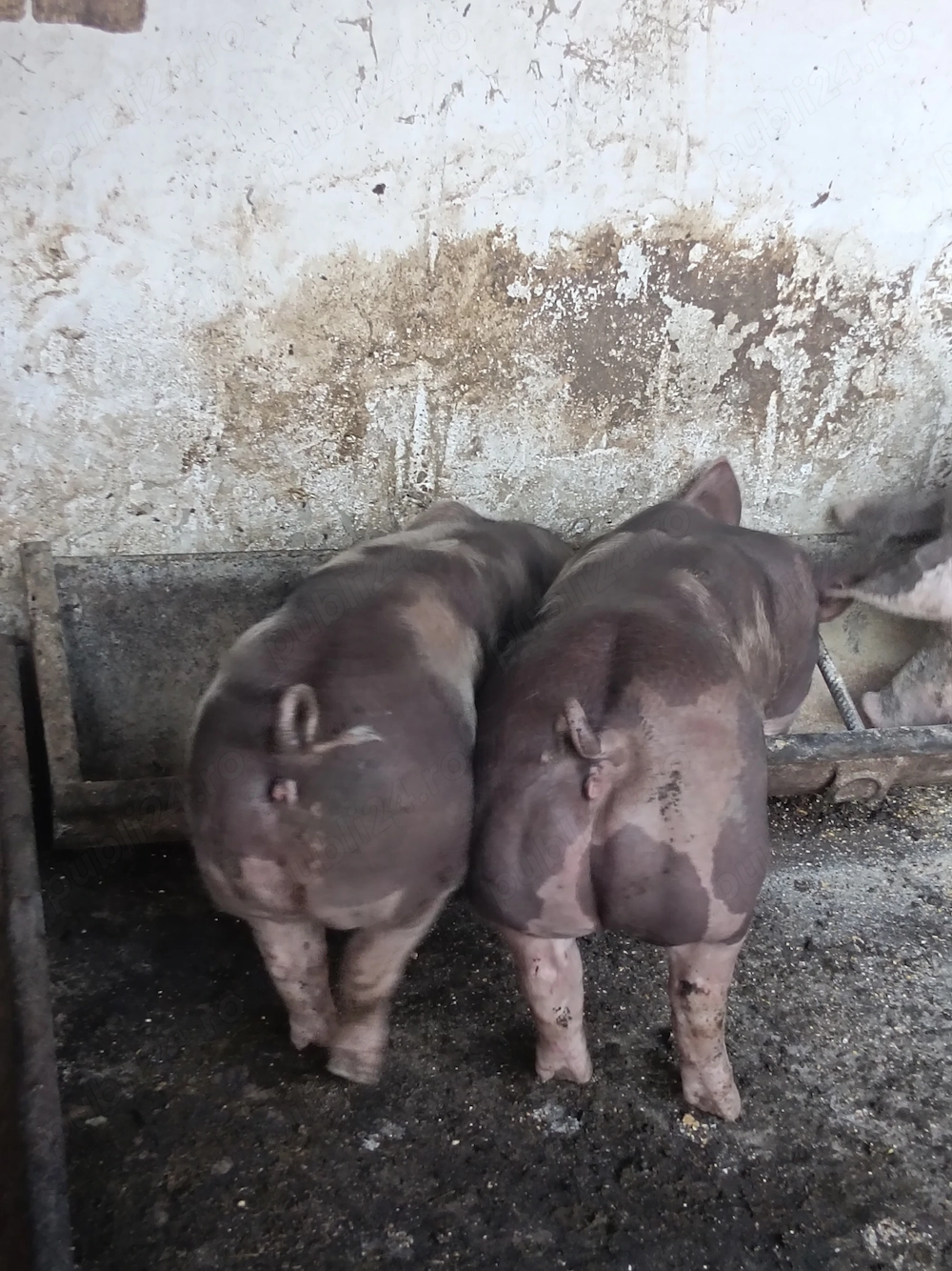 Purcea pietran pur de prăsilă 3 luni jumate