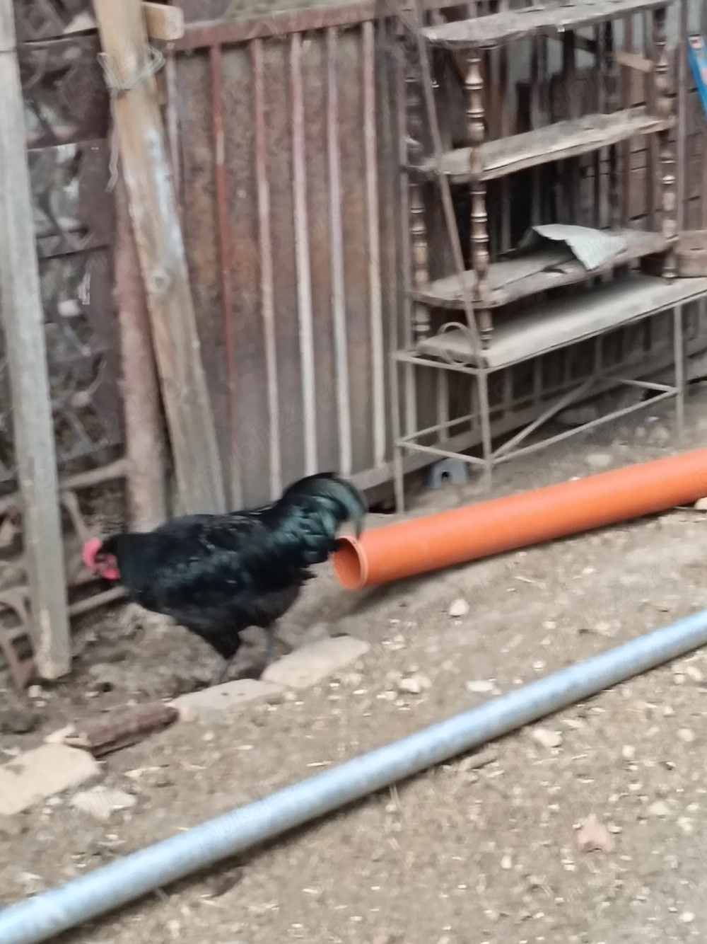 Australorp, orpitoring uriaș, pur 