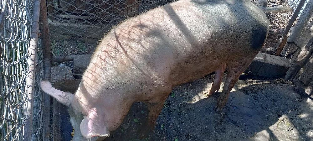 Porc de vânzare 
