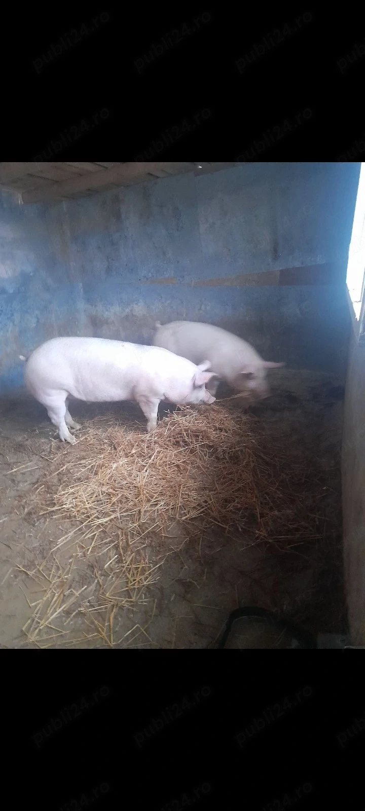 vând  porci  120 130 kg rasa buna