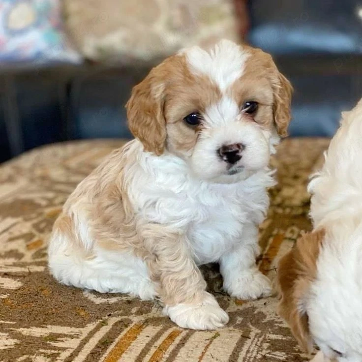 Maltipoo fetita 