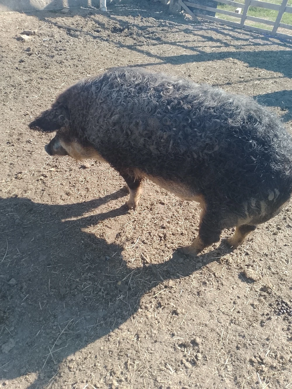 Vier Mangalita