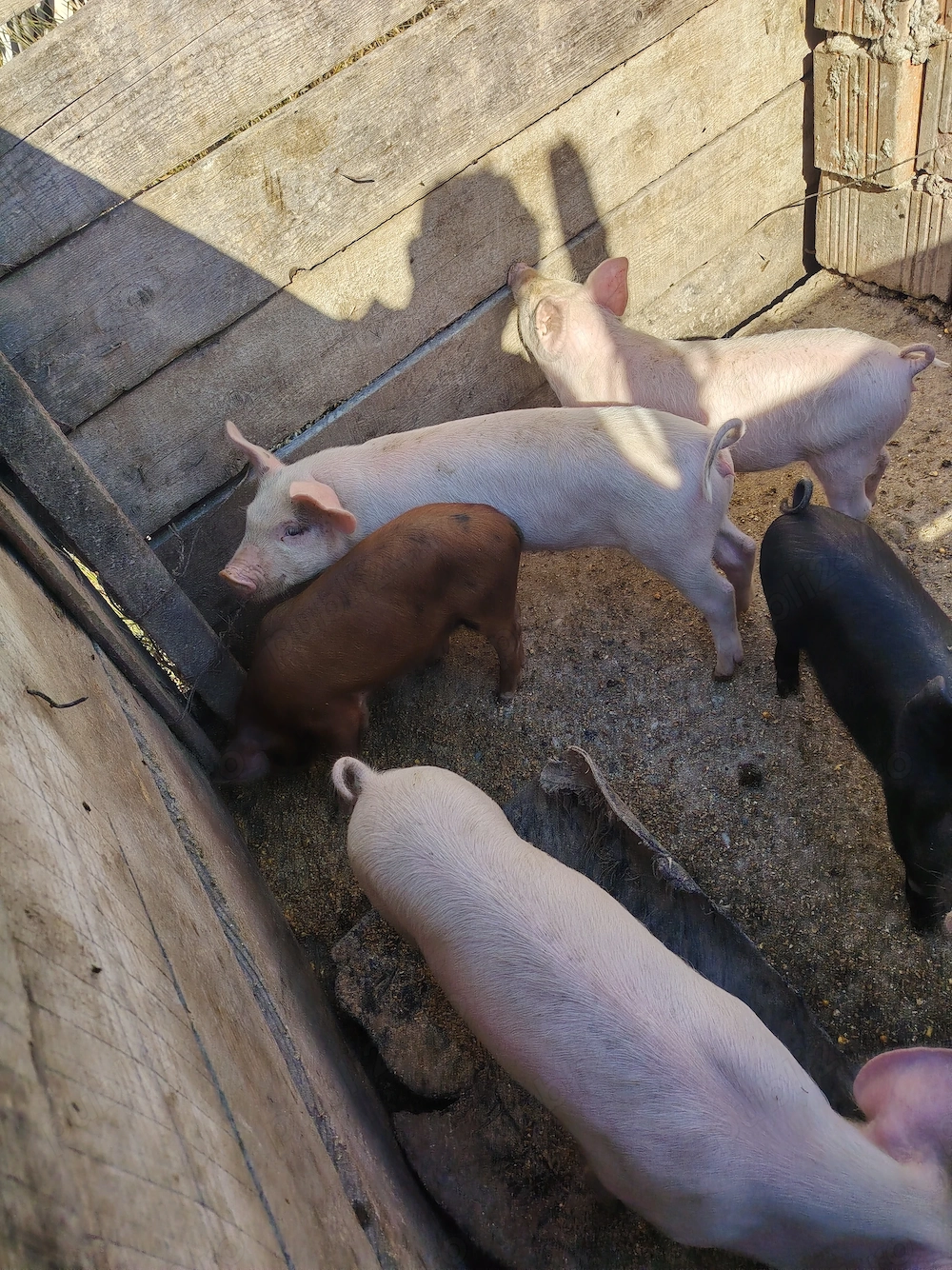 Porci de vnzare de 7 saptamni  preț negociabil 