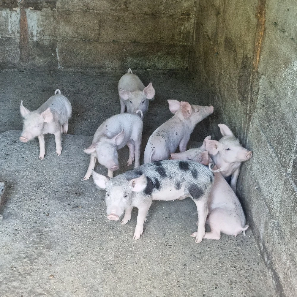 vand purcei rasa pietrain incrucisat cu duroc