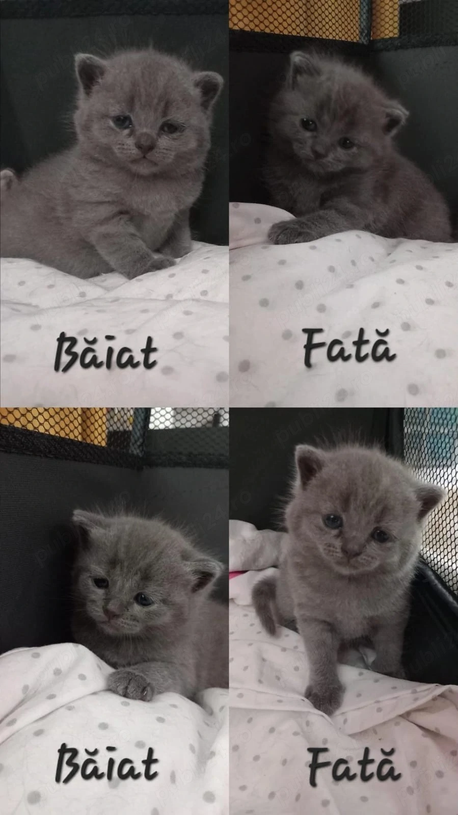 Pui de pisică British Shorthair Blue 