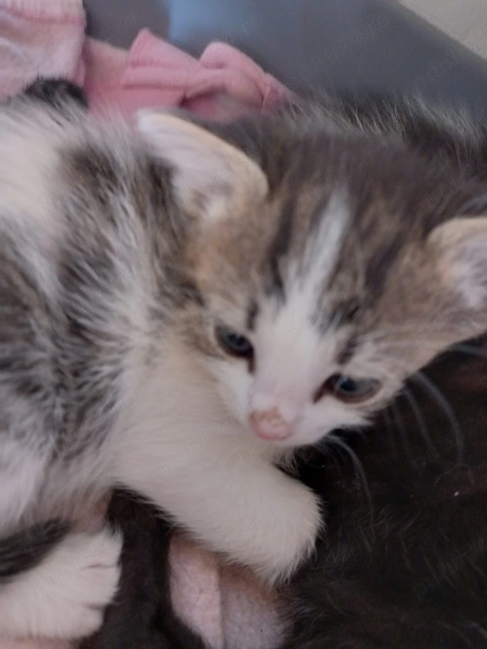 Cautam casuta pt adoptie