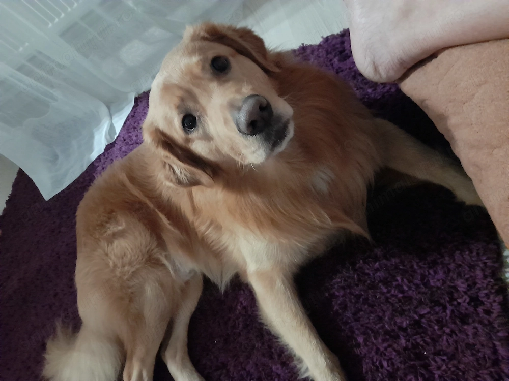 Golden retriever mascul