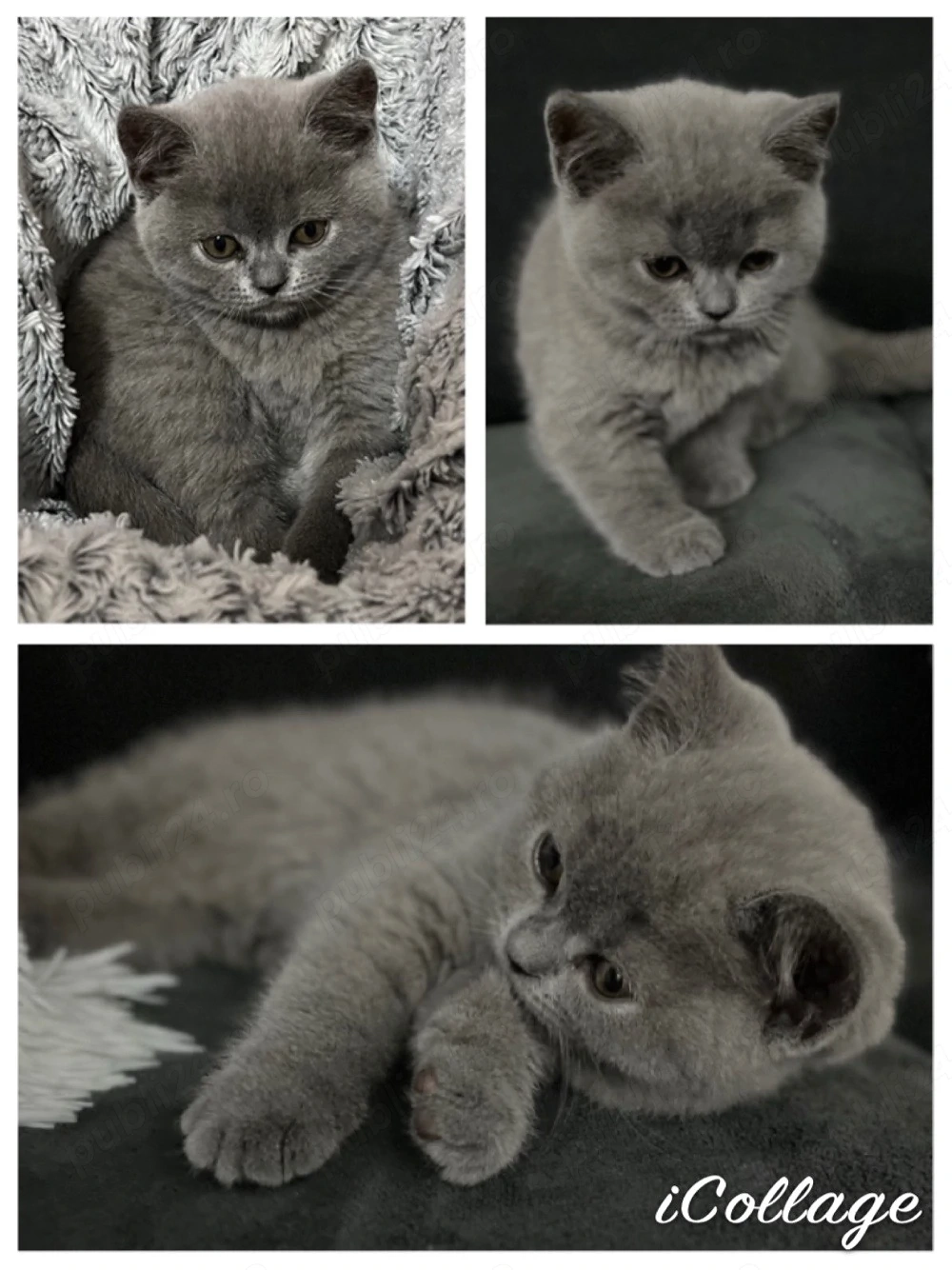 Pui British Shorthair Blue 