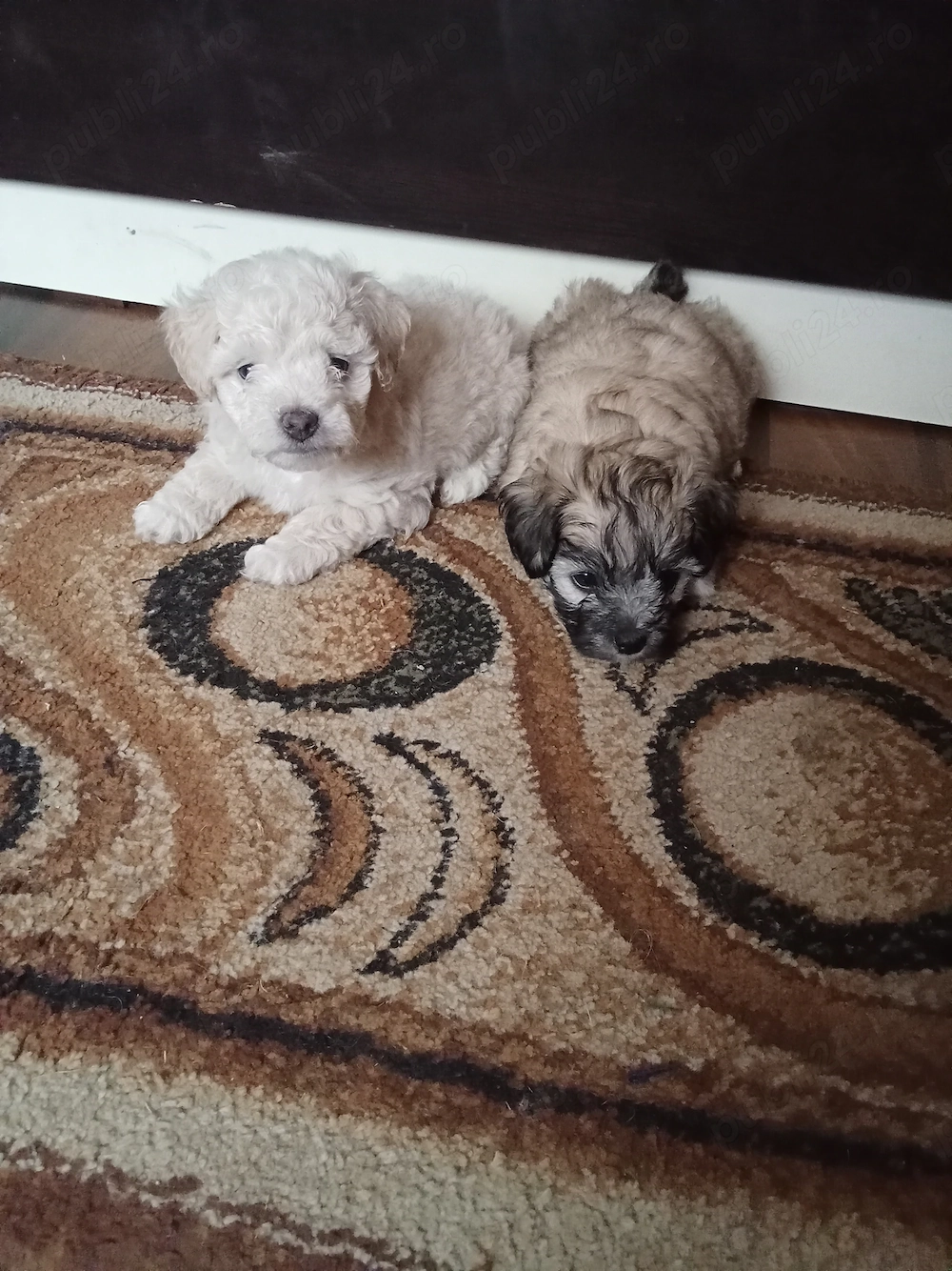 Vând catei bichon ( băieți)