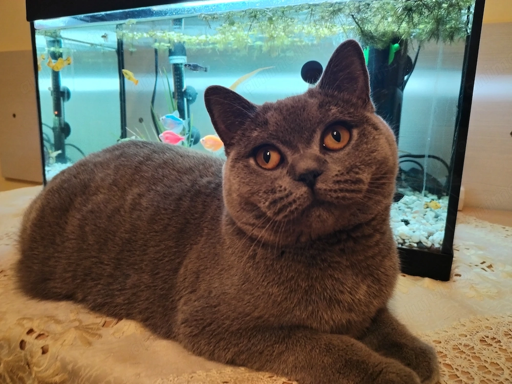  Femelă British Shorthair   1 an și 2 luni  
