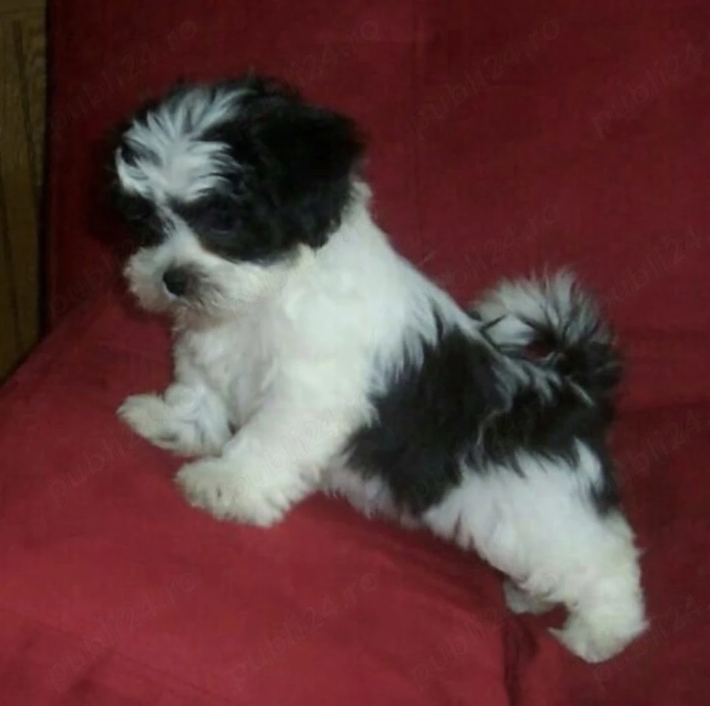 Bichon Havanez talie mică 