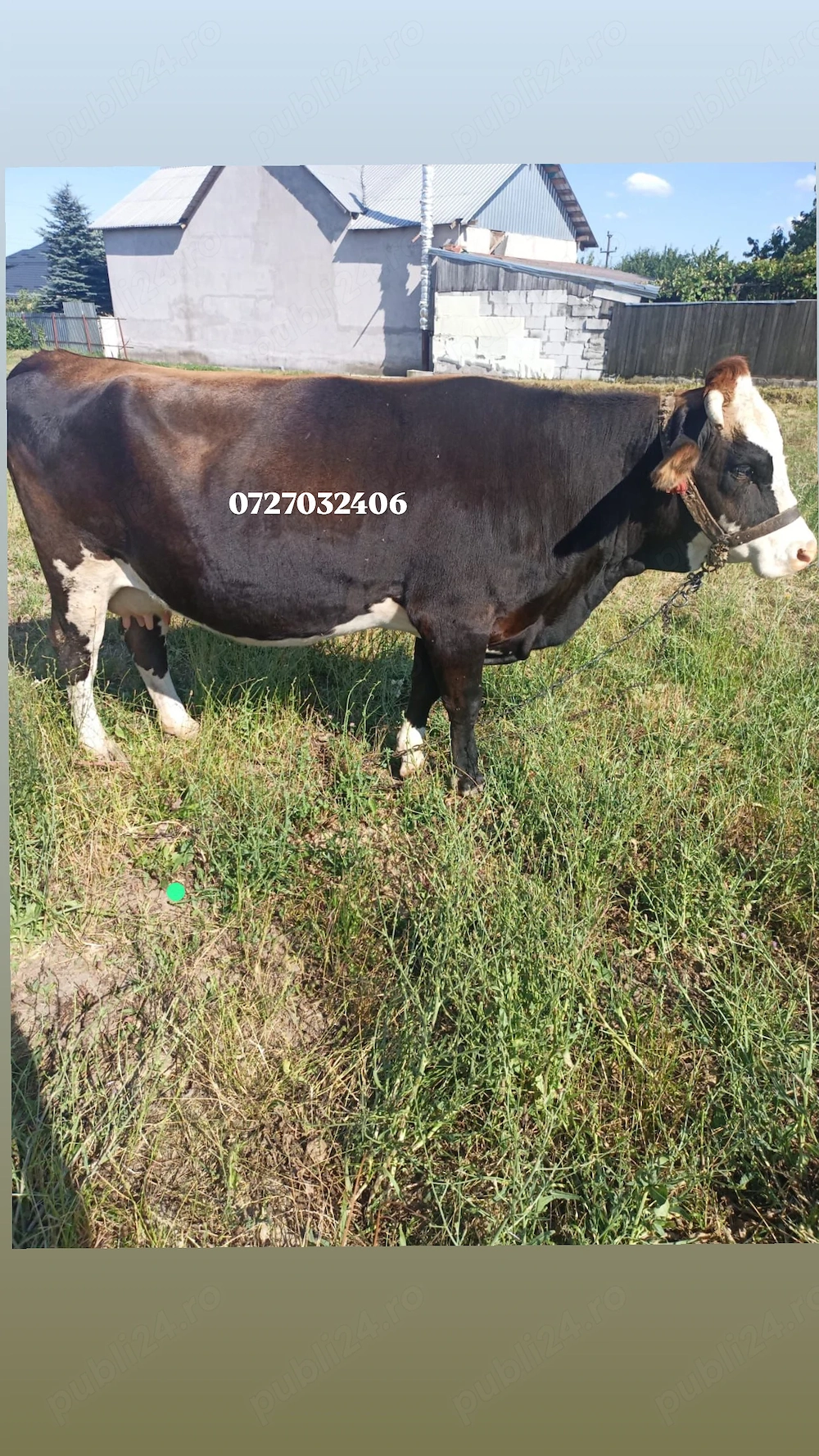 Vând vaca tânără 