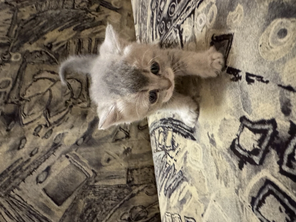 Vând british shorthair!