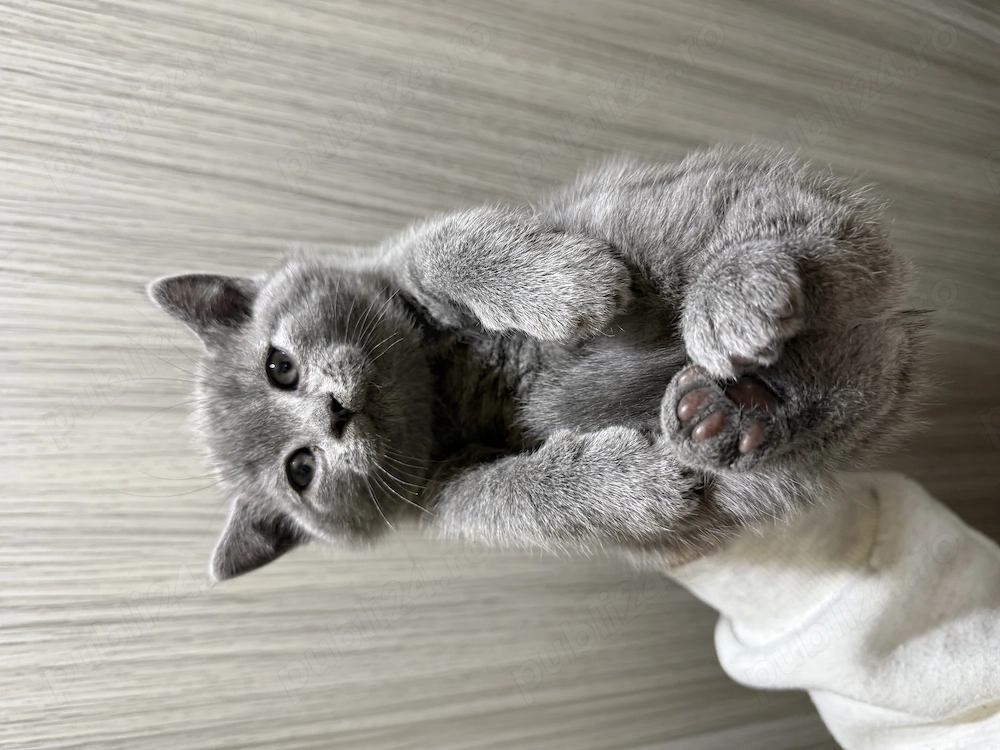 Pui scottish fold scottish strike