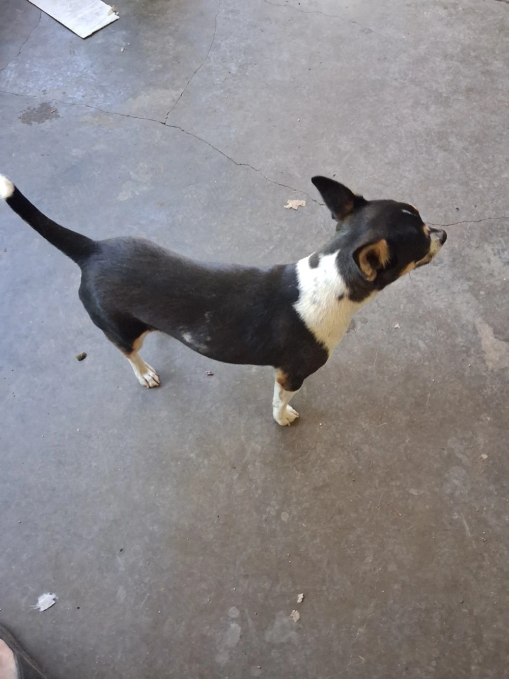 Mascul chihuahua 