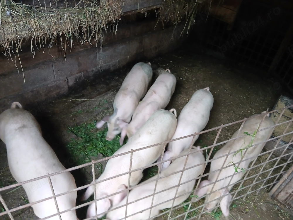 Disponibili  7 purcei 30-40 kg   , se pot vedea in prundu bargaului Bistrita nasaud, multe detalii i