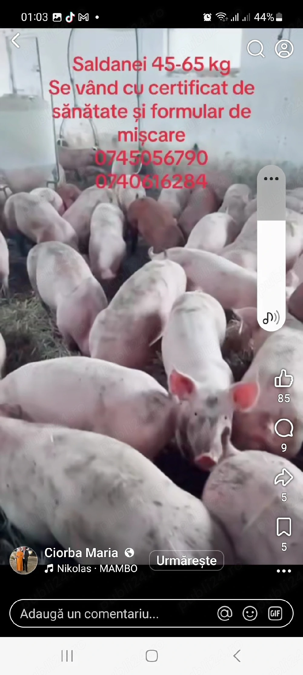 porci de vanzare calitate buna numai de carne si foarte sanatosi
