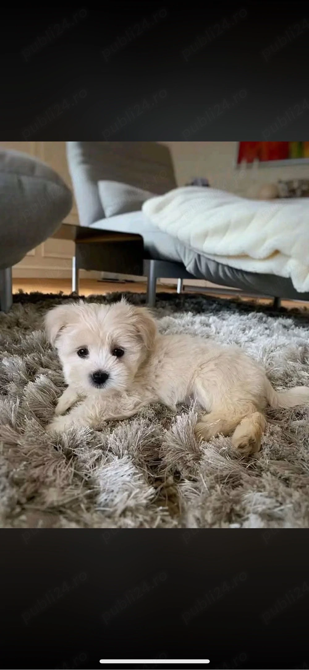 Maltipoo boy white brown