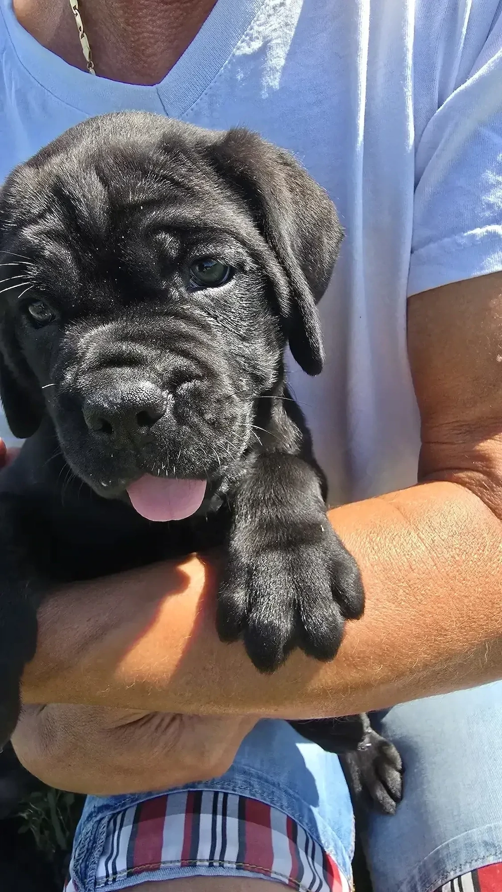 Catelusi Cane Corso