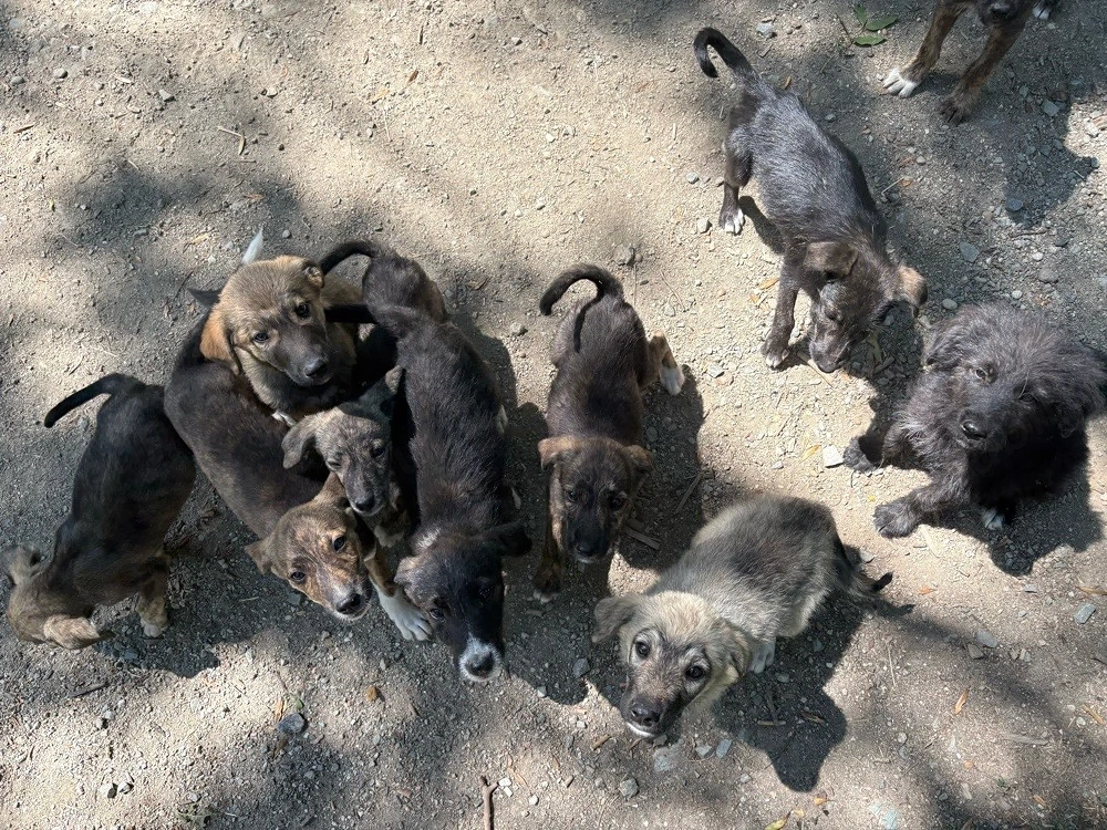 Ofer spre adoptie cățelusi 