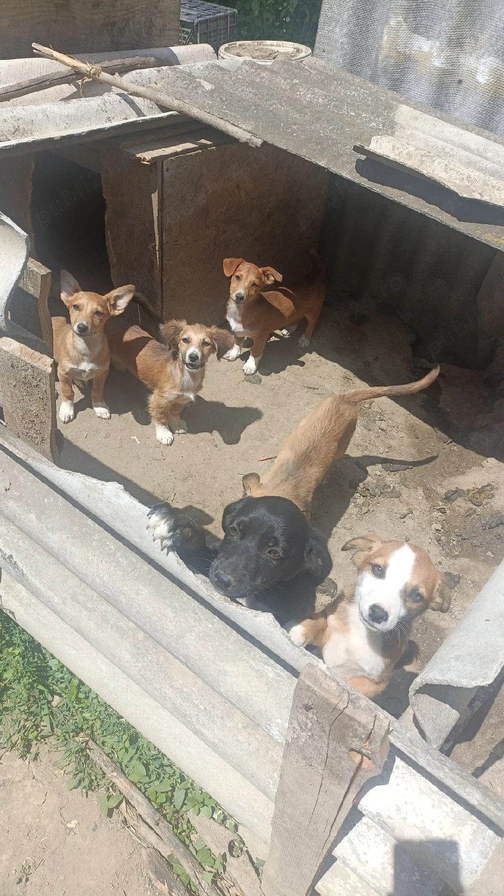 Adopție căței sănătoși 