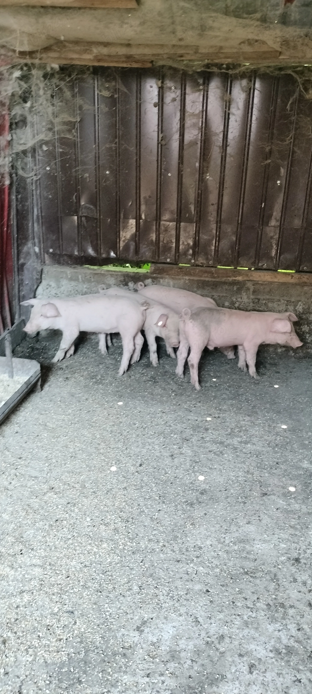 porci landrace pietrain