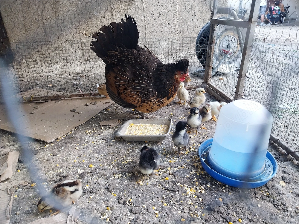 Vând găină+ cocos Crediț