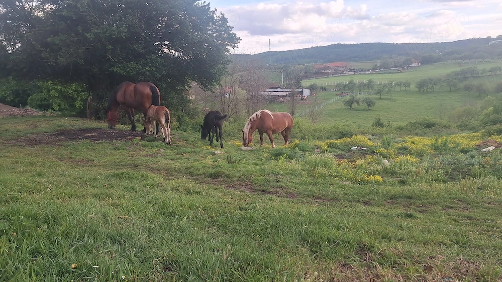 iepe cu mânze 