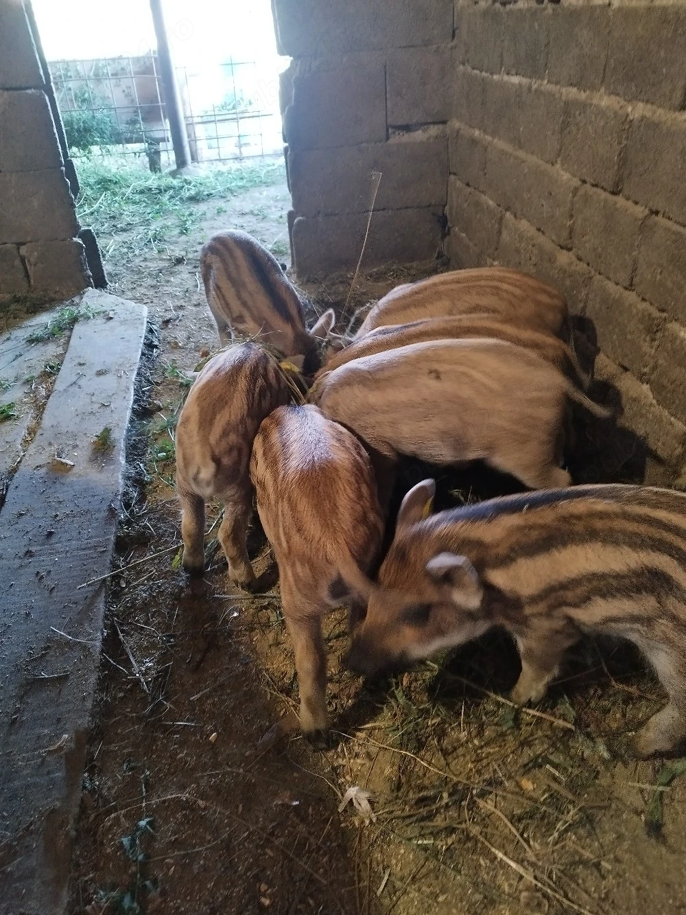 De vanzare purcei mistret cu mangalita!