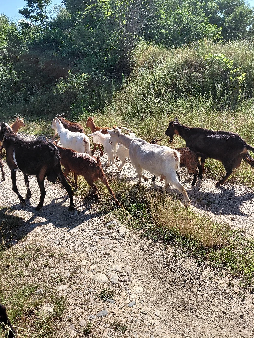 Capre bune de lapte si iezi