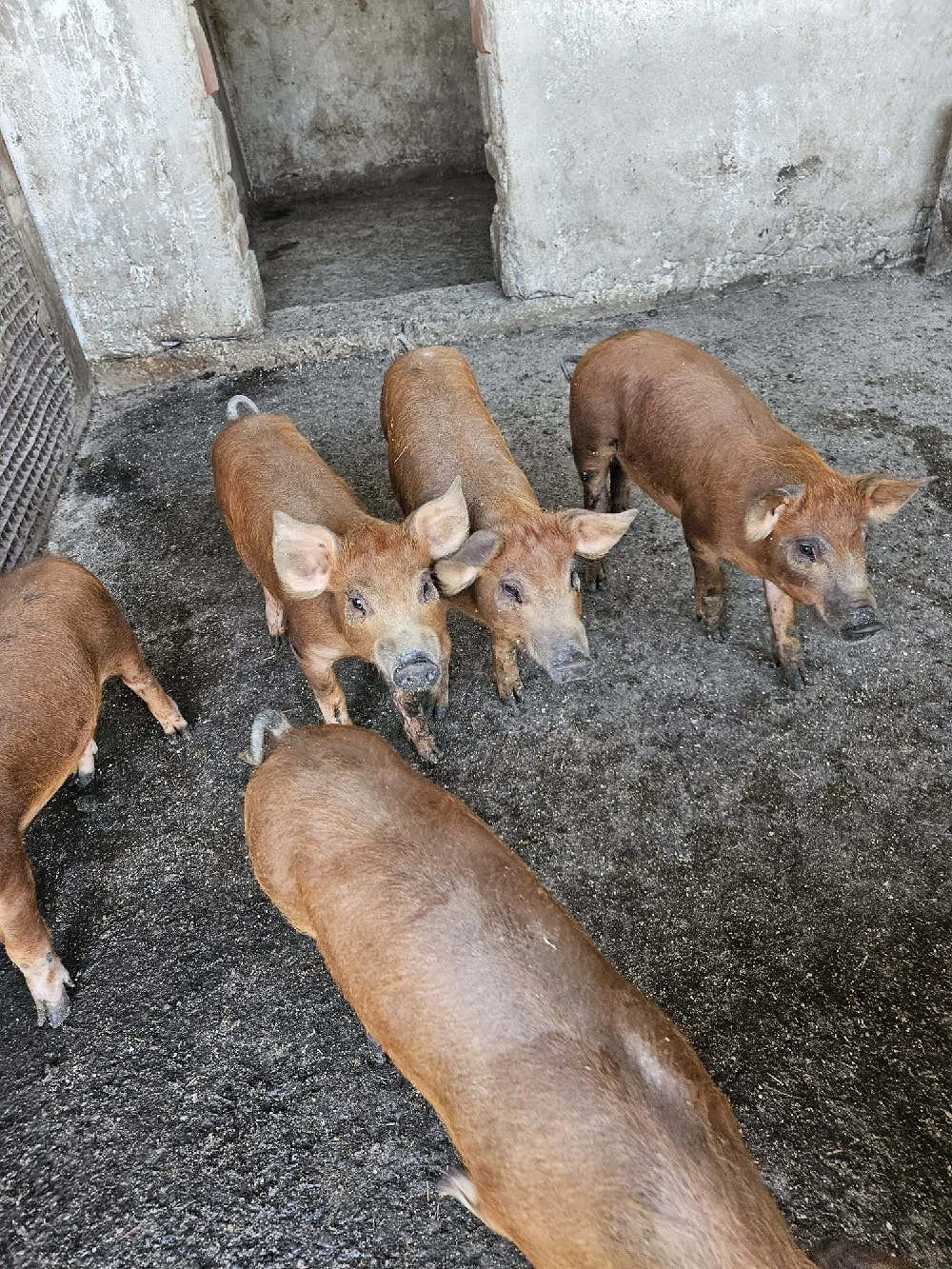 Purcei Duroc și Duroc cu Pietrain