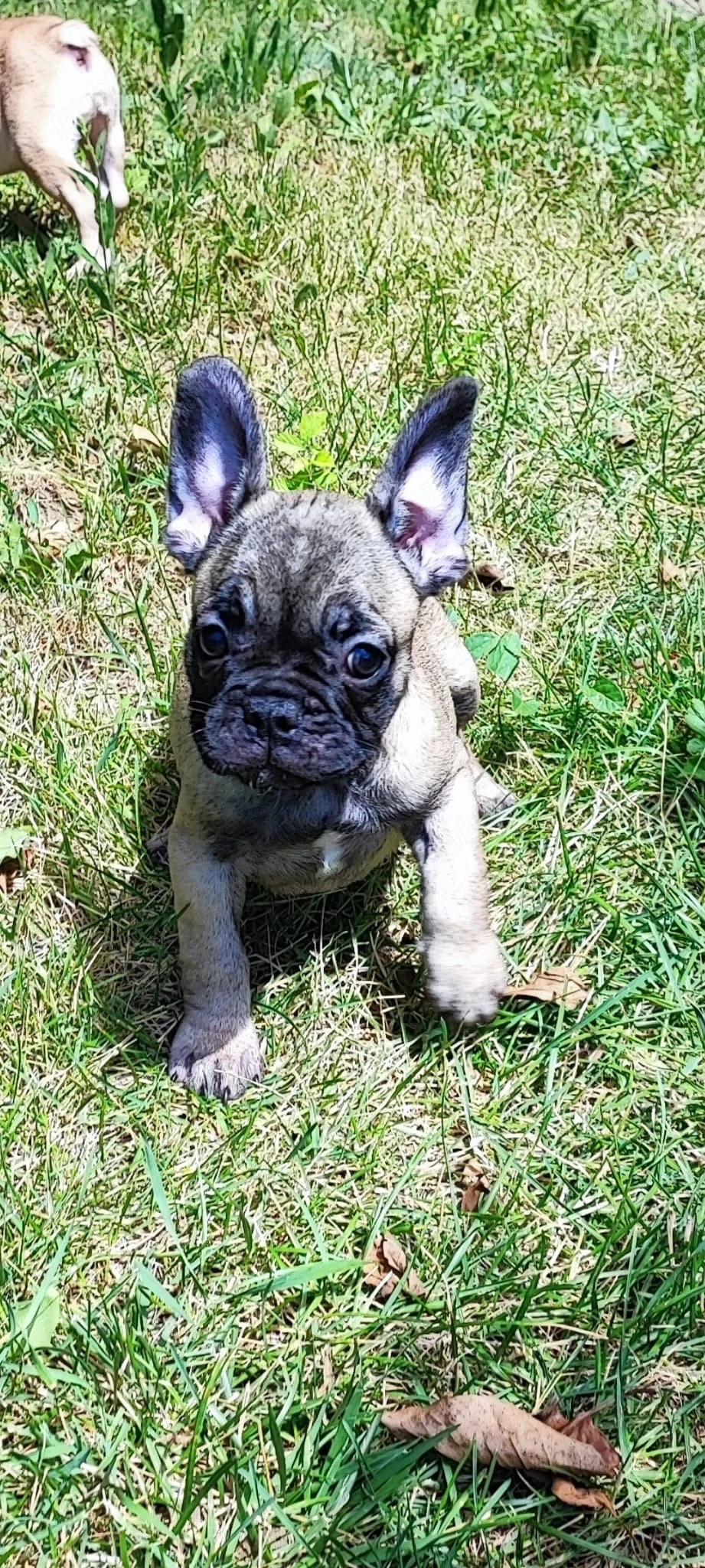 De vanzare pui de Bulldog Francez