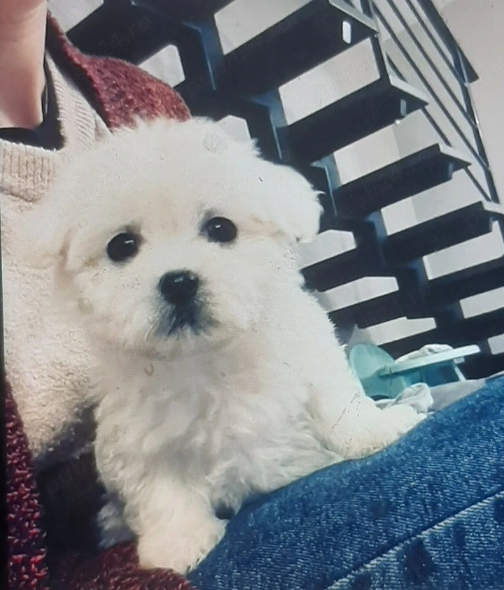 Vand bichon miny toy 6 saptamani