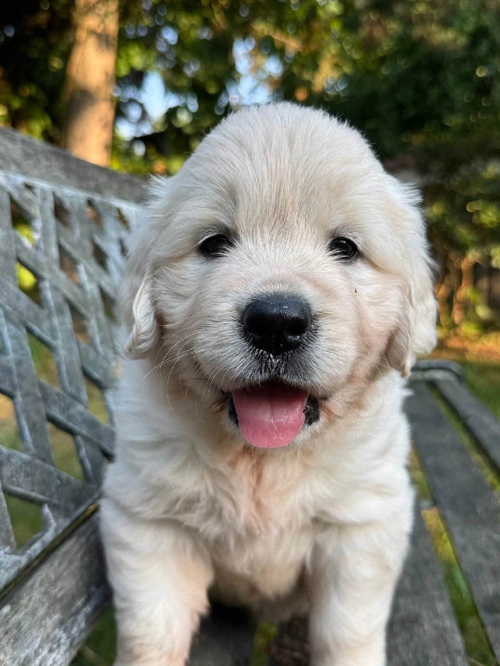 Pui GOLDEN RETRIEVER, rasă pură, dețin ambii părinți 