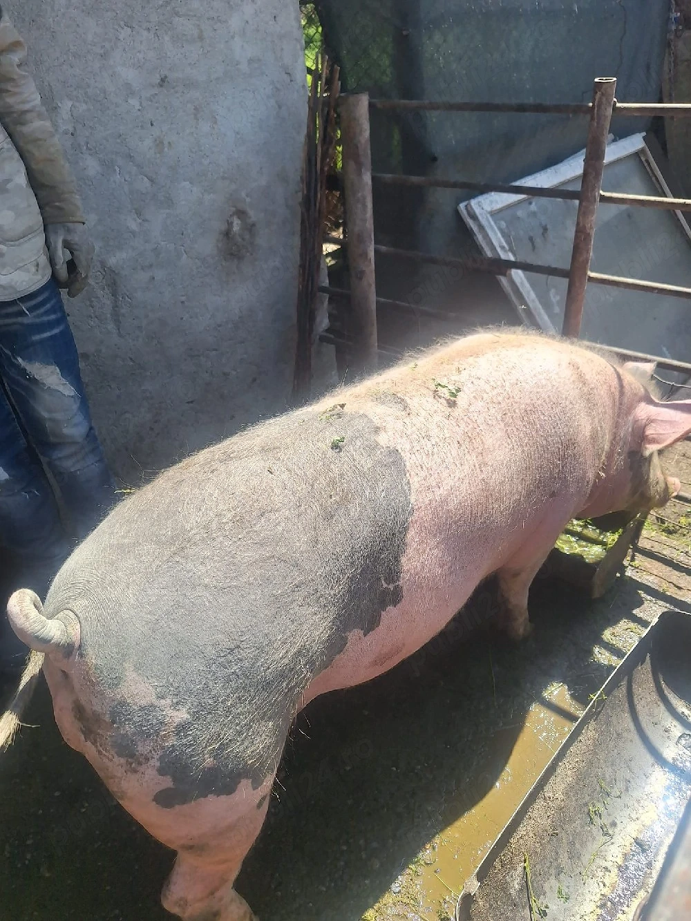 Porc de vanzare