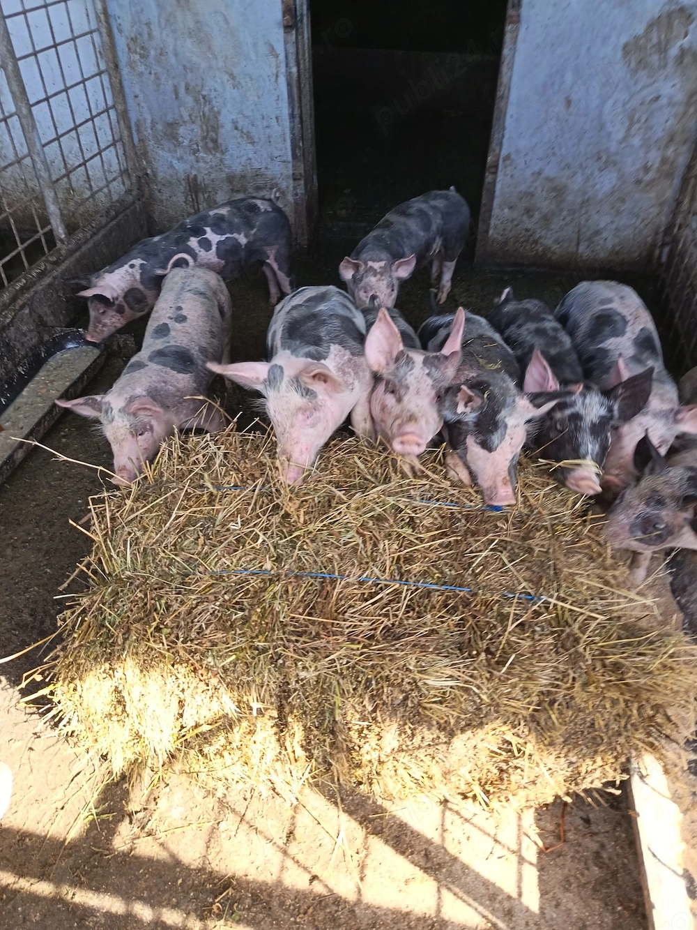 Purcei de rasă pietrean cu vârsta de 2 luni jumate 